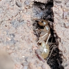 Camponotus claripes at Wee Jasper, NSW - 18 May 2023 11:27 AM