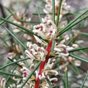 Hakea decurrens subsp. decurrens at Wee Jasper, NSW - 18 May 2023