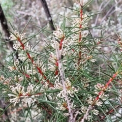 Hakea decurrens subsp. decurrens at Wee Jasper, NSW - 18 May 2023