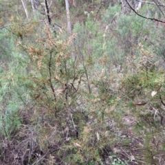 Hakea decurrens subsp. decurrens at Wee Jasper, NSW - 18 May 2023 11:24 AM