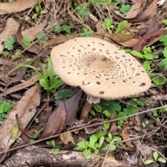 Macrolepiota clelandii (Macrolepiota clelandii) at Wee Jasper, NSW - 18 May 2023 by trevorpreston