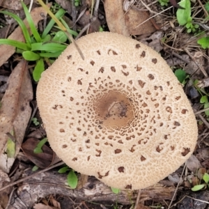 Macrolepiota clelandii at Wee Jasper, NSW - 18 May 2023 11:23 AM