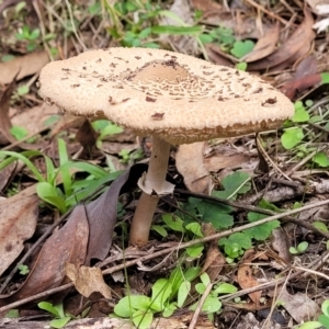 Macrolepiota clelandii at Wee Jasper, NSW - 18 May 2023 11:23 AM