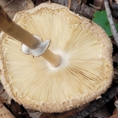 Macrolepiota clelandii at Wee Jasper, NSW - 18 May 2023 11:23 AM