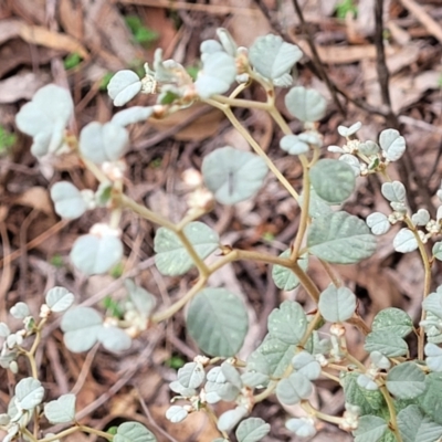 Spyridium parvifolium (Dusty Miller) at Wee Jasper, NSW - 18 May 2023 by trevorpreston