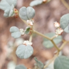 Spyridium parvifolium at Wee Jasper, NSW - 18 May 2023