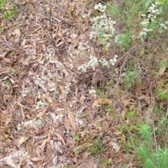 Spyridium parvifolium at Wee Jasper, NSW - 18 May 2023 11:15 AM