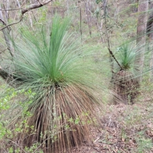 Xanthorrhoea glauca subsp. angustifolia at Wee Jasper, NSW - suppressed