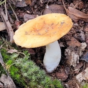 Russula sp. (genus) at Wee Jasper, NSW - 18 May 2023