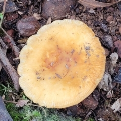 Russula sp. (genus) at Wee Jasper, NSW - 18 May 2023