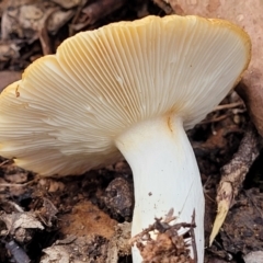 Russula sp. (genus) at Wee Jasper, NSW - 18 May 2023