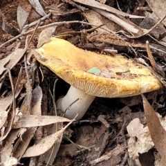 Russula sp. (genus) at Wee Jasper, NSW - 18 May 2023