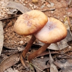 Laccaria sp. (Laccaria) at Wee Jasper, NSW - 18 May 2023 by trevorpreston