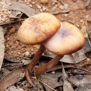 Laccaria sp. at Wee Jasper, NSW - 18 May 2023 11:12 AM