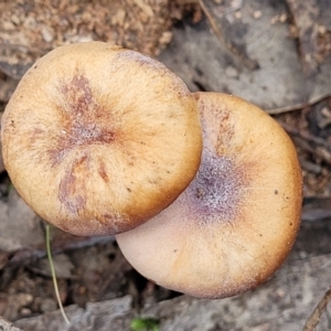 Laccaria sp. at Wee Jasper, NSW - 18 May 2023