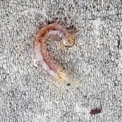 Lithobiomorpha (order) (Unidentified stone centipede) at Wee Jasper, NSW - 18 May 2023 by trevorpreston