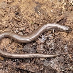 Hemiergis talbingoensis at Wee Jasper, NSW - 18 May 2023 11:05 AM