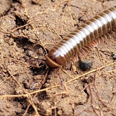 Juliformia sp. (superorder) (A Juliform millipede) at Wee Jasper, NSW - 18 May 2023 by trevorpreston