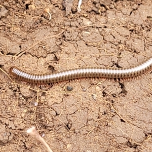 Juliformia sp. (superorder) at Wee Jasper, NSW - 18 May 2023