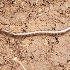 Juliformia sp. (superorder) at Wee Jasper, NSW - 18 May 2023