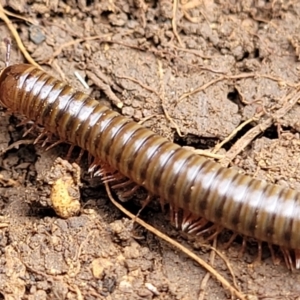 Juliformia sp. (superorder) at Wee Jasper, NSW - 18 May 2023