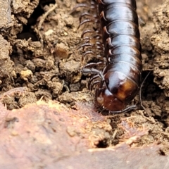 Paradoxosomatidae sp. (family) (Millipede) at Wee Jasper, NSW - 18 May 2023 by trevorpreston