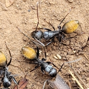 Camponotus aeneopilosus at Wee Jasper, NSW - 18 May 2023