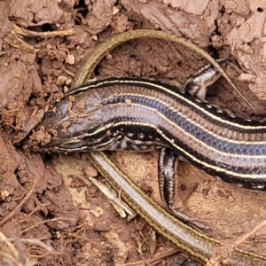 Ctenotus robustus at Wee Jasper, NSW - 18 May 2023 10:37 AM