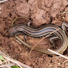 Ctenotus robustus at Wee Jasper, NSW - 18 May 2023 10:37 AM