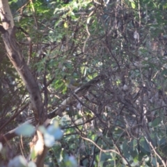 Zosterops lateralis (Silvereye) at Greenleigh, NSW - 4 May 2023 by LyndalT