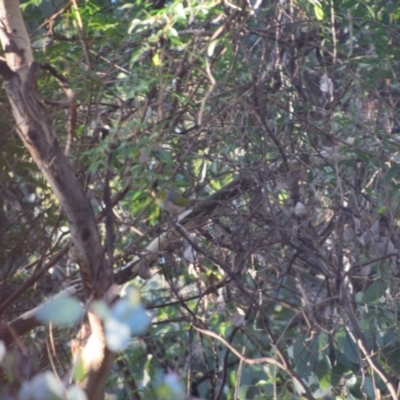 Zosterops lateralis (Silvereye) at Greenleigh, NSW - 4 May 2023 by LyndalT