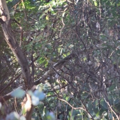 Zosterops lateralis (Silvereye) at Greenleigh, NSW - 3 May 2023 by LyndalT