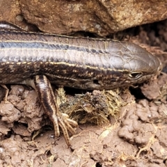 Ctenotus robustus (Robust Striped-skink) at Wee Jasper, NSW - 18 May 2023 by trevorpreston