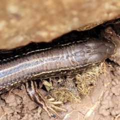 Ctenotus robustus at Wee Jasper, NSW - 18 May 2023