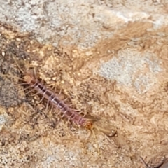 Lithobiomorpha (order) (Unidentified stone centipede) at Wee Jasper, NSW - 18 May 2023 by trevorpreston