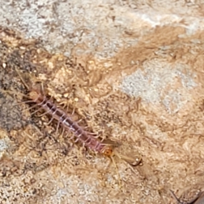 Lithobiomorpha (order) (Unidentified stone centipede) at Wee Jasper, NSW - 18 May 2023 by trevorpreston