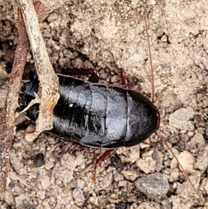 Platyzosteria sp. (genus) at Wee Jasper, NSW - 18 May 2023 10:12 AM