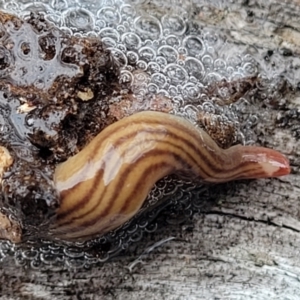 Fletchamia quinquelineata at Wee Jasper, NSW - 18 May 2023 10:09 AM