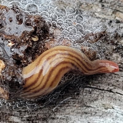 Fletchamia quinquelineata (Five-striped flatworm) at Wee Jasper, NSW - 18 May 2023 by trevorpreston