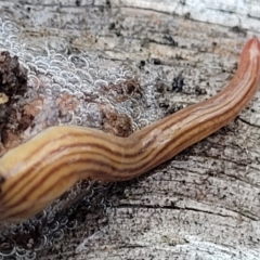 Fletchamia quinquelineata at Wee Jasper, NSW - 18 May 2023 10:09 AM