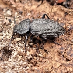 Adelium porcatum at Wee Jasper, NSW - 18 May 2023