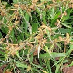 Xanthium spinosum at Cavan, NSW - 18 May 2023 09:35 AM