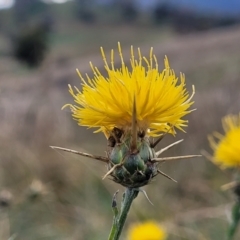 Centaurea melitensis (Maltese Cockspur, Cockspur Thistle) at Cavan, NSW - 17 May 2023 by trevorpreston