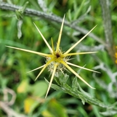 Centaurea melitensis at Cavan, NSW - 18 May 2023 09:29 AM