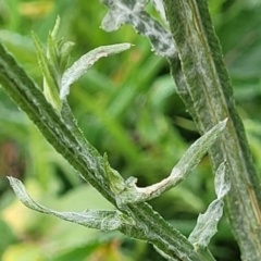 Centaurea melitensis at Cavan, NSW - 18 May 2023 09:29 AM