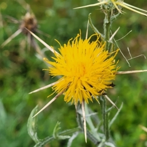 Centaurea melitensis at Cavan, NSW - 18 May 2023 09:29 AM