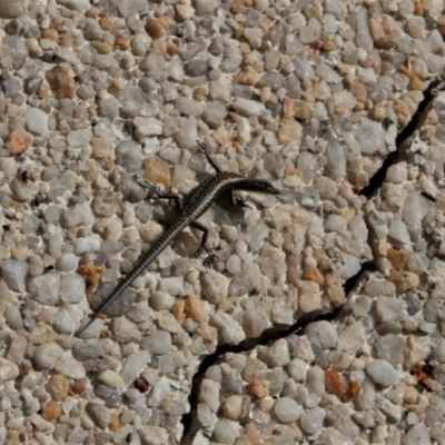 Cryptoblepharus pannosus (Ragged Snake-eyed Skink) at Albury, NSW - 18 May 2023 by AlburyCityEnviros