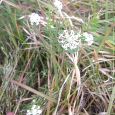 Pimelea linifolia (Slender Rice Flower) at Buckenbowra, NSW - 13 May 2023 by LyndalT