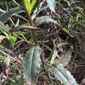 Senecio linearifolius var. latifolius at Tennent, ACT - 10 Apr 2023