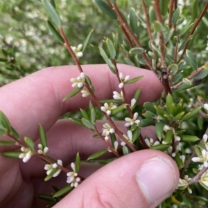 Monotoca scoparia at Tennent, ACT - 10 Apr 2023